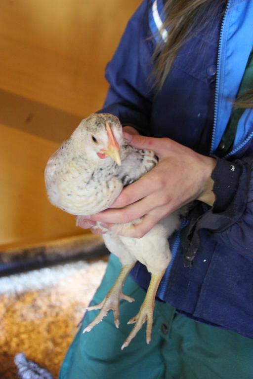 펠로 Heidin Mummola Farm 빌라 외부 사진
